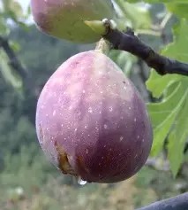 Melanza füge bokor